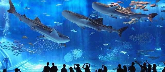 水族館運(yùn)營成本：水族館的運(yùn)營成本