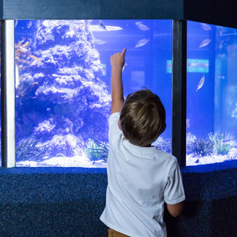 水族館叫什么名字：世界最大的水族館——喬治亞水族館