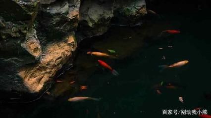 水族館店鋪分類屬于什么類型的：水族館店鋪分類