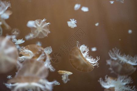 水族館壁紙高清：水族館壁紙高清，提供了一系列高清、逼真的海洋生物壁紙