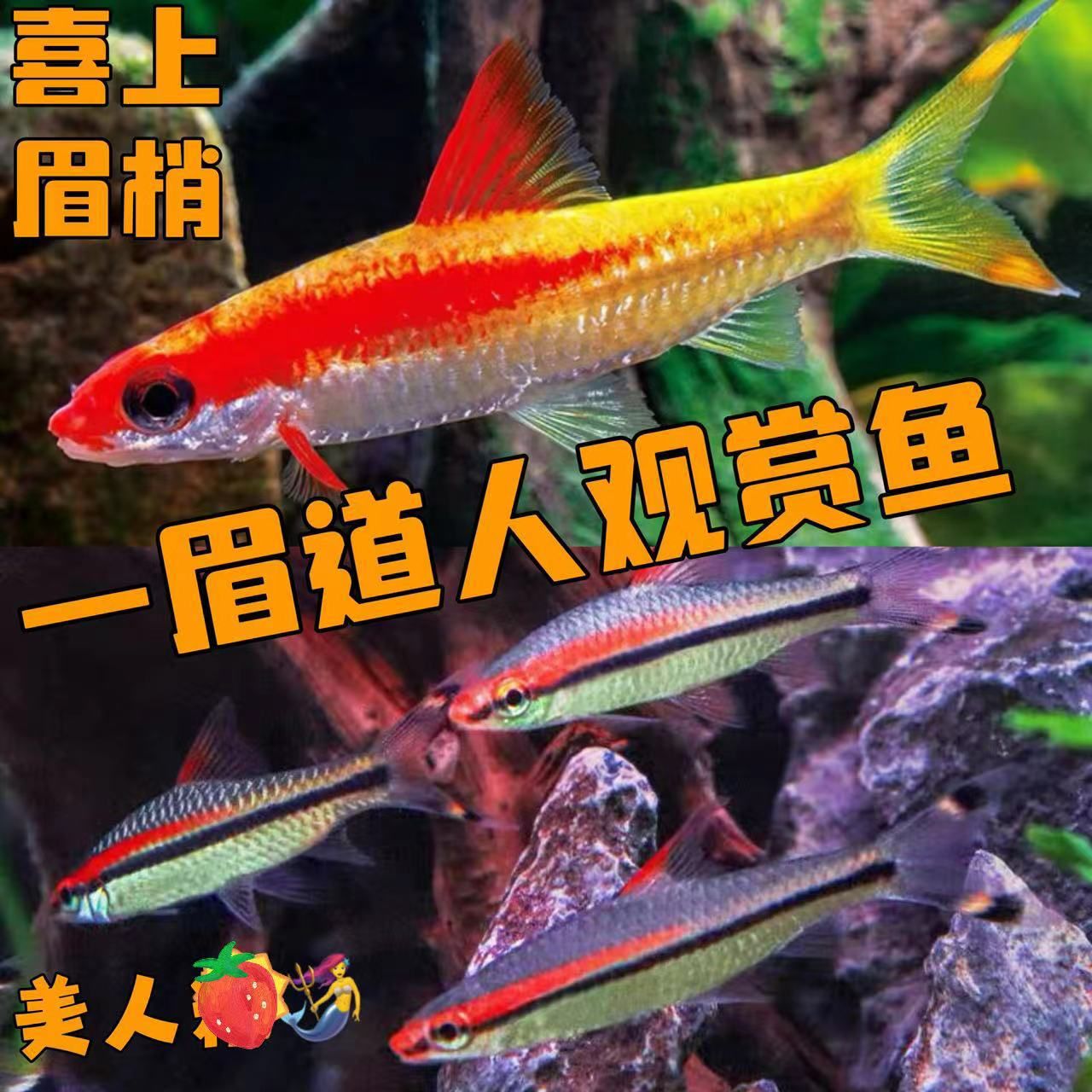 紅眉道人魚苗飼料選擇：紅眉道人魚苗的飼料選擇對于其健康成長至關(guān)重要