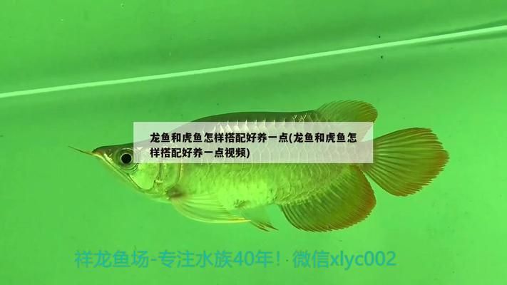 張家界水族批發(fā)市場：張家界哪里有賣海鮮的？ 全國觀賞魚市場 第5張