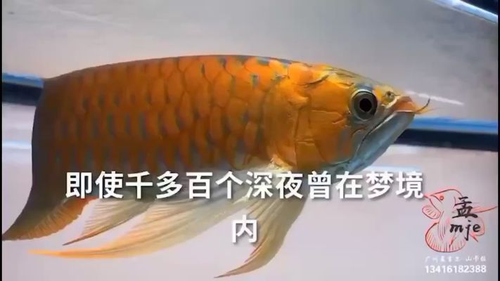 甘南州觀賞魚批發(fā)市場：甘南州水族批發(fā)市場 全國觀賞魚市場 第4張