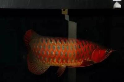 紅龍魚(yú)發(fā)黃咋回事：紅龍魚(yú)為什么會(huì)發(fā)黃