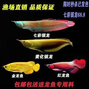 紅龍魚發(fā)黃咋回事：紅龍魚為什么會發(fā)黃