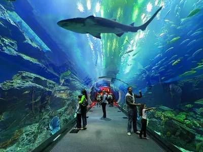 水族館適合開到哪里：水族館的開設地點應考慮多種因素包括目標受眾、地理位置 水族館百科（水族館加盟） 第3張