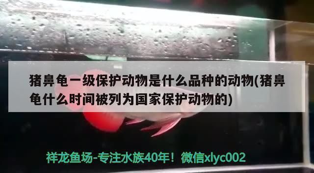 豬鼻龜是幾級保護動物2024：豬鼻龜是國家二級保護動物之一， 豬鼻龜百科 第6張