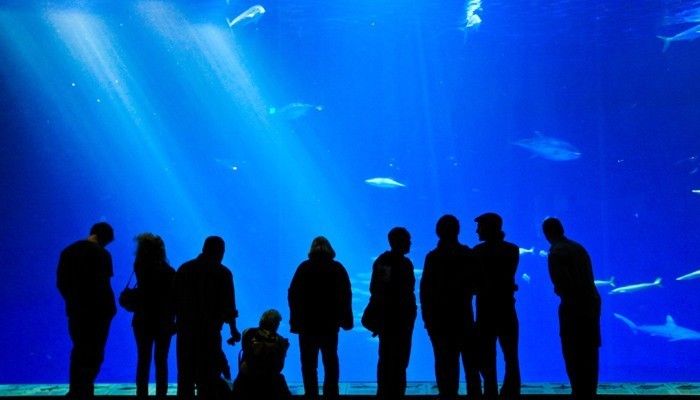 世界水族館排名榜：世界水族館排名榜顯示了全球各地各地最著名的水族館 水族館百科（水族館加盟） 第5張