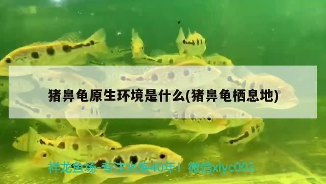 豬鼻龜好不好養(yǎng)活：家里養(yǎng)豬鼻龜好不好 豬鼻龜百科 第4張