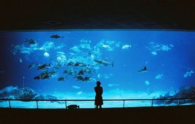 開水族館靠什么掙錢貼吧：開水族館的盈利模式 水族館百科（水族館加盟） 第2張