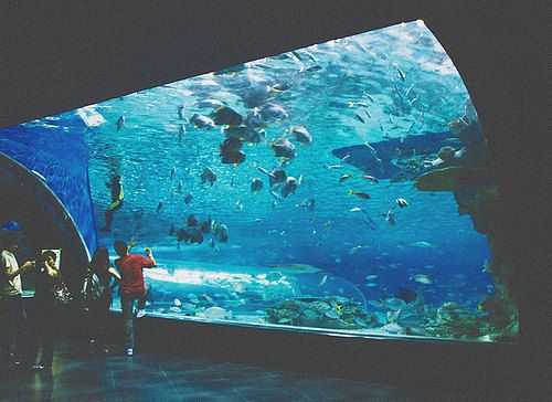 開水族館靠什么掙錢貼吧：開水族館的盈利模式