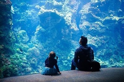 開水族館靠什么掙錢貼吧：開水族館的盈利模式 水族館百科（水族館加盟） 第4張