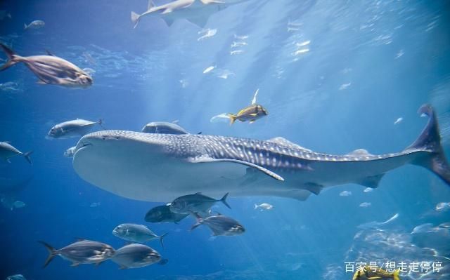 水族館里有什么海洋動(dòng)物：水族館中展示的海洋動(dòng)物，珊瑚礁展示的生態(tài)意義