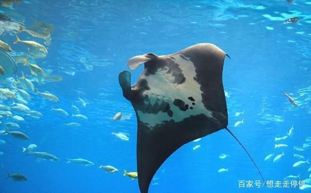 水族館里有什么海洋動物：水族館中展示的海洋動物，珊瑚礁展示的生態(tài)意義