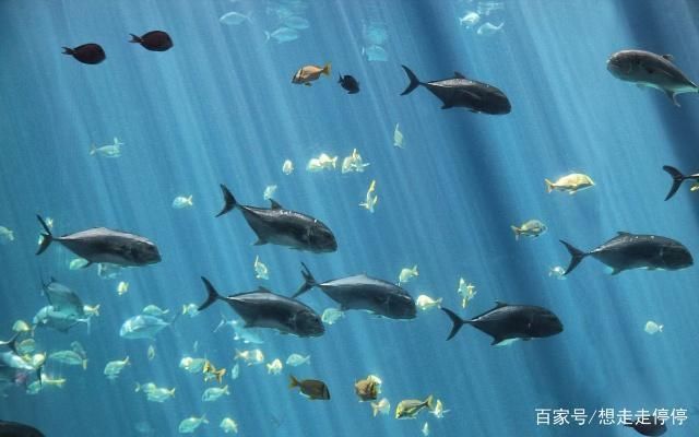 水族館里有什么海洋動物：水族館中展示的海洋動物，珊瑚礁展示的生態(tài)意義 水族館百科（水族館加盟） 第2張