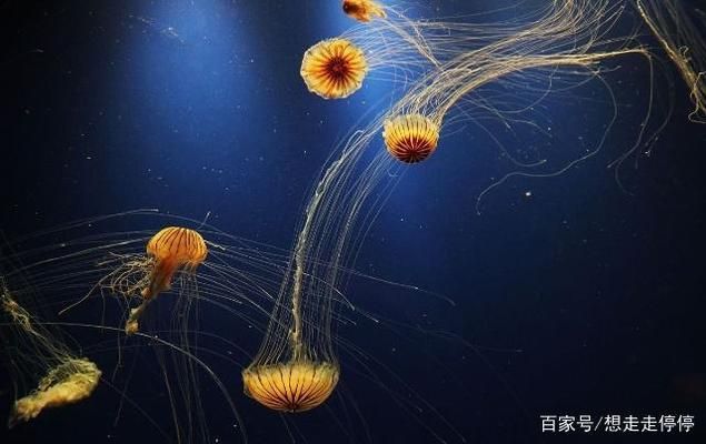 水族館里有什么海洋動物：水族館中展示的海洋動物，珊瑚礁展示的生態(tài)意義 水族館百科（水族館加盟） 第4張