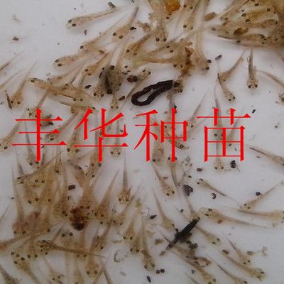 20厘米龍魚喂什么飼料長得快：20厘米龍魚的飼料選擇對于其健康生長至關(guān)重要 水族問答 第1張