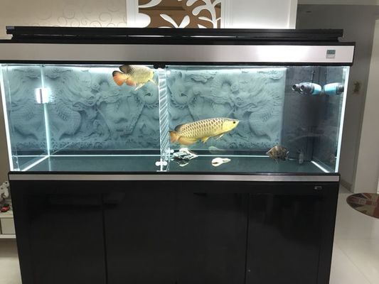 梅州水族館 全國(guó)觀賞魚(yú)市場(chǎng) 第8張