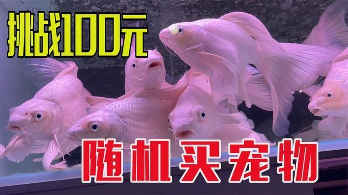 水族館買(mǎi)魚(yú)嗎：水族館購(gòu)買(mǎi)紅龍魚(yú)注意事項(xiàng) 水族館百科（水族館加盟） 第3張