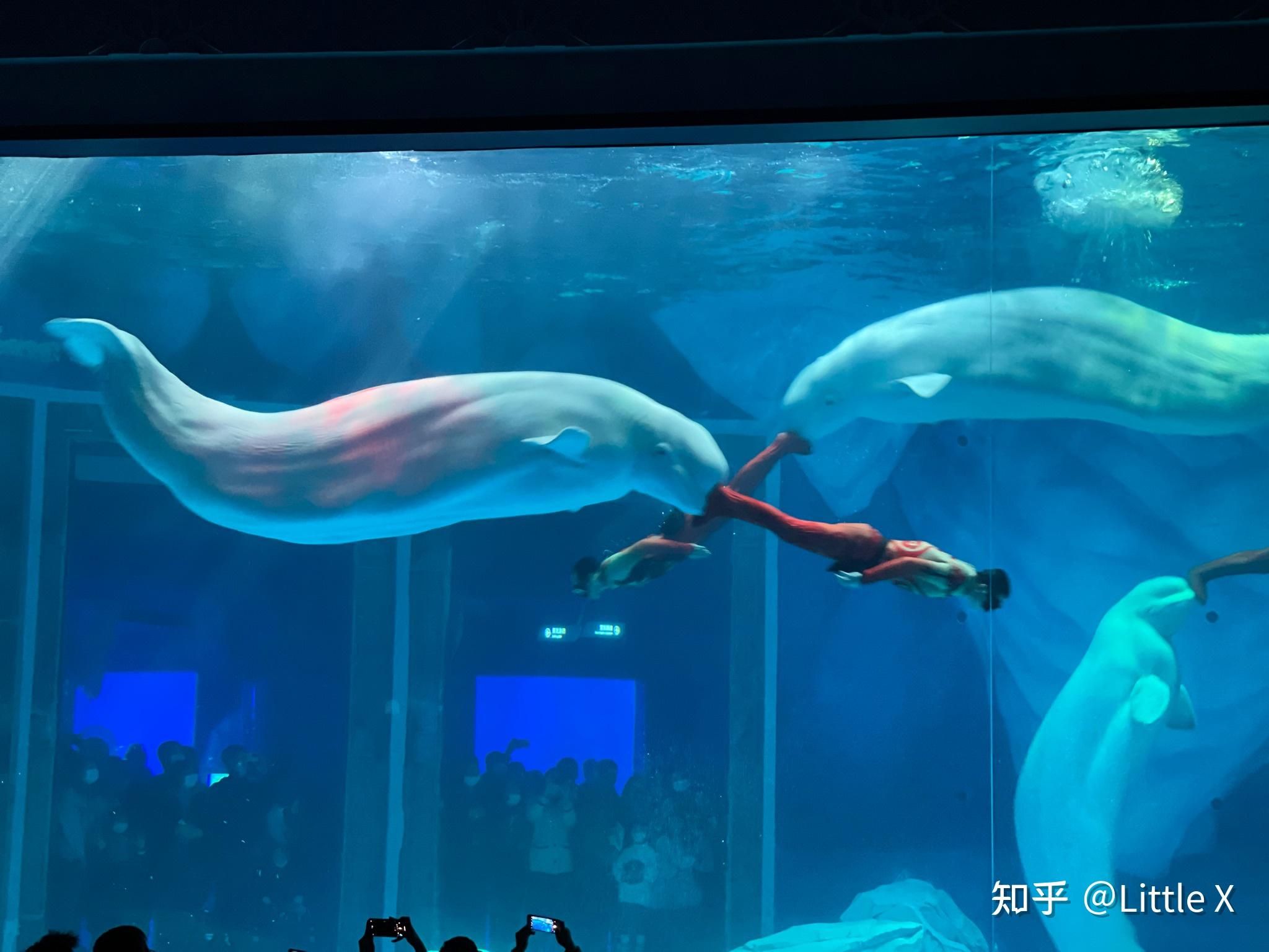 水族館好玩嗎知乎：三亞水族館游玩攻略 水族館百科（水族館加盟） 第2張