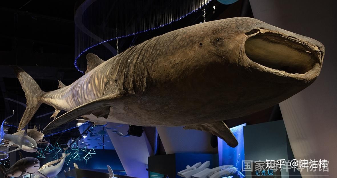 水族館好玩嗎知乎：三亞水族館游玩攻略 水族館百科（水族館加盟） 第3張