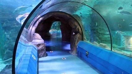 長(zhǎng)春水族館：長(zhǎng)春旅游攻略之長(zhǎng)春水族館 全國(guó)觀賞魚市場(chǎng) 第3張