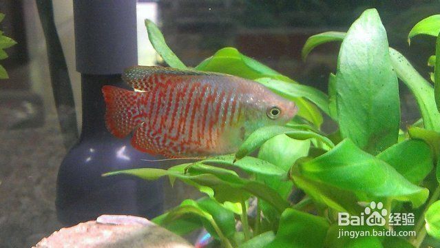 水族館里面有什么魚：水族館中常見的觀賞魚，是水族館中常見的觀賞魚類 水族館百科（水族館加盟） 第5張