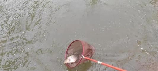 水族館魚類大全名稱圖片大全：水族館特色魚類介紹 水族館百科（水族館加盟） 第2張