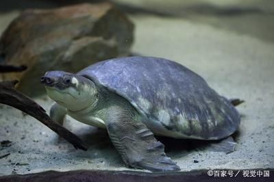 豬鼻龜為什么會(huì)掉白色的皮：豬鼻龜脫皮怎么回事 豬鼻龜百科 第3張