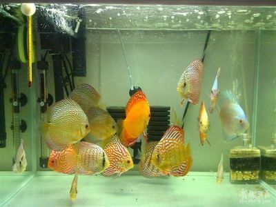 25公分的金龍魚(yú)是幾個(gè)月：&金龍魚(yú)在什么條件下生長(zhǎng)得最好 水族問(wèn)答 第2張