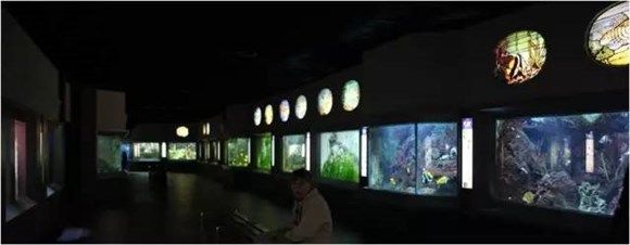 水族館靠什么盈利：水族館如何制定水族館門票價(jià)格策略