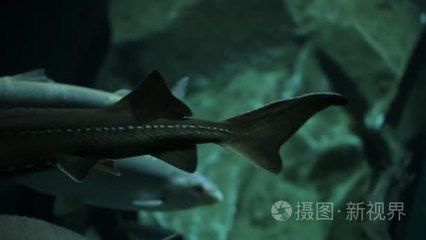 水族館的魚(yú)的種類(lèi)：水族館中常見(jiàn)的魚(yú)類(lèi)種類(lèi) 水族館百科（水族館加盟） 第2張