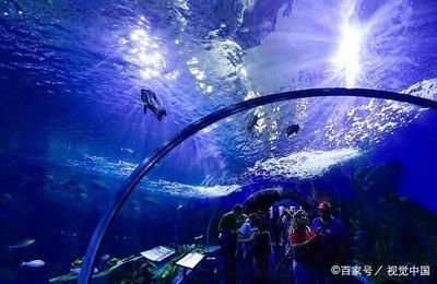 水族館的魚(yú)的種類(lèi)：水族館中常見(jiàn)的魚(yú)類(lèi)種類(lèi) 水族館百科（水族館加盟） 第1張