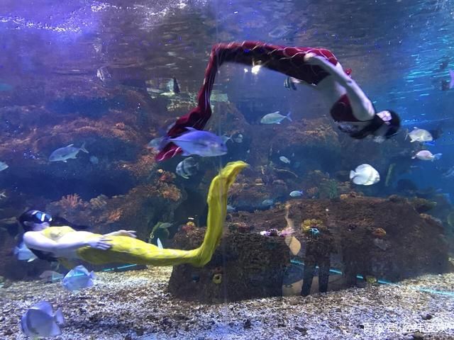 水族館的魚(yú)的種類(lèi)：水族館中常見(jiàn)的魚(yú)類(lèi)種類(lèi)