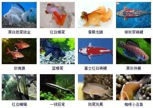 25公分的金龍魚是幾個月的魚：在金龍魚缸里養(yǎng)金龍魚需要多長時間才能長到25公分 水族問答 第1張