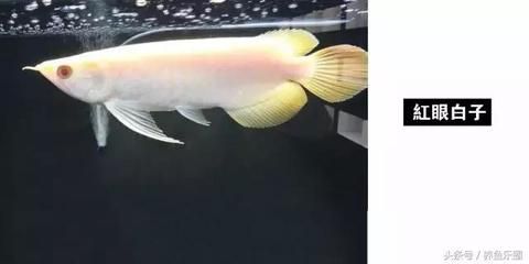 紅眼白子龍魚怎么養(yǎng) 龍魚百科 第3張