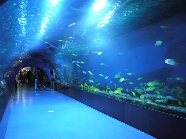 駐馬店水族館：河南省駐馬店水族館水族館是一個(gè)重要的旅客來河南省駐馬店水族館 全國觀賞魚市場 第3張