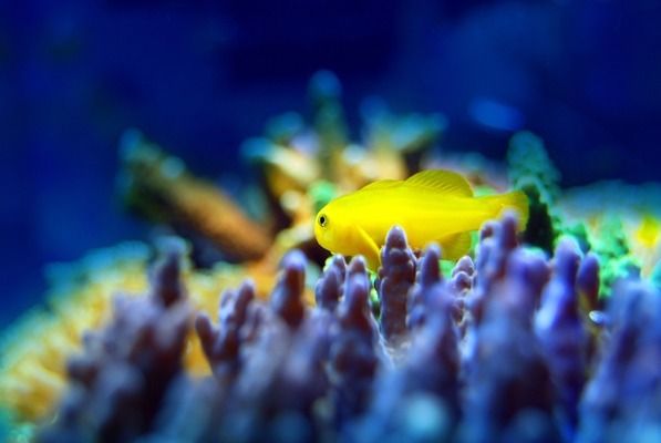 駐馬店水族館：河南省駐馬店水族館水族館是一個(gè)重要的旅客來河南省駐馬店水族館 全國觀賞魚市場 第5張