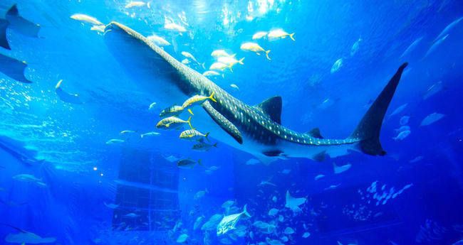 水族館店鋪介紹 水族館百科（水族館加盟） 第4張