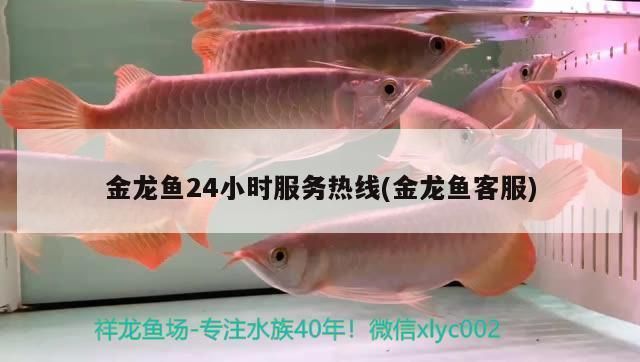 藍天魚缸批發(fā)市場：藍天水族批發(fā)市場 全國觀賞魚市場 第3張