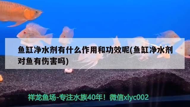 魚缸凈水劑怎么樣：魚缸凈水劑使用注意事項(xiàng) 魚缸百科 第3張