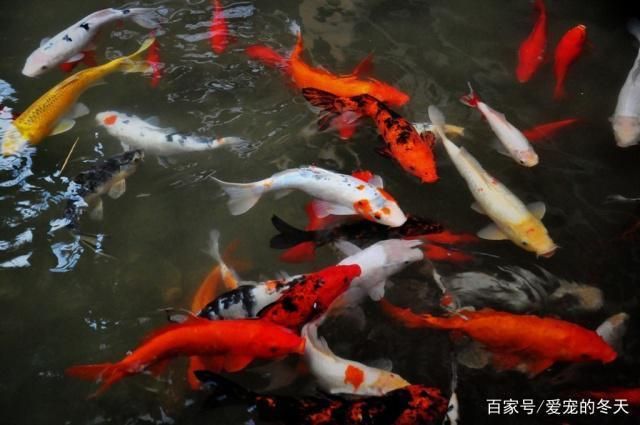 38公分金龍魚多久喂一次：新手養(yǎng)金龍魚多久喂一次才合適呢,新手養(yǎng)金龍魚應(yīng)該注意什么 水族問答 第2張