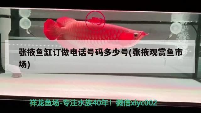 張掖觀賞魚批發(fā)市場：張掖市觀賞魚批發(fā)市場 全國觀賞魚市場 第7張