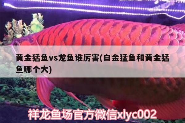 江門水族批發(fā)市場：江門最大的海鮮批發(fā)市場在哪里 全國觀賞魚市場 第5張