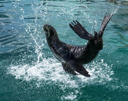 江門水族批發(fā)市場：江門最大的海鮮批發(fā)市場在哪里 全國觀賞魚市場 第10張