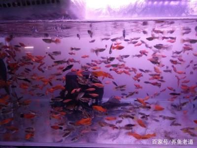 小魚(yú)缸養(yǎng)魚(yú)知識(shí)必備大全：小魚(yú)缸養(yǎng)魚(yú)知識(shí)必備