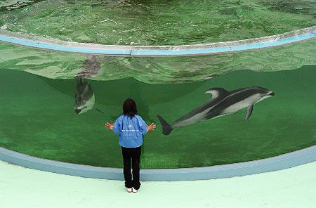 白山水族館：白山市渾江區(qū)聚龍閣水族館 全國(guó)觀賞魚市場(chǎng) 第4張