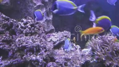 泰安水族館：親子游玩攻略，泰安水族館海洋生物科普，泰山水族館游客評(píng)價(jià)如何