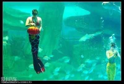 泰安水族館：親子游玩攻略，泰安水族館海洋生物科普，泰山水族館游客評價如何 全國觀賞魚市場 第12張