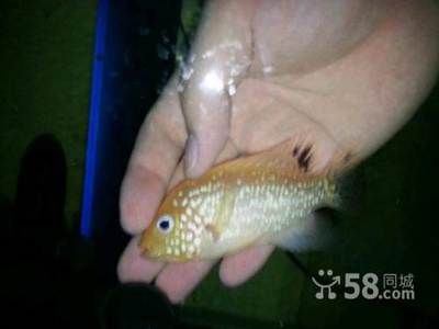 40cm龍魚吃了20cm龍魚：一條40厘米長的大型龍魚吞下20厘米長的龍魚會有什么后果 水族問答 第2張